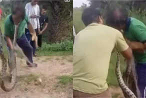 Нападение крупной змеи на мужчину попало на видео