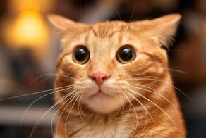 Забавные реакции котов на корм