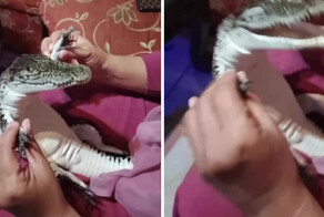 Самый счастливый крокодил в мире