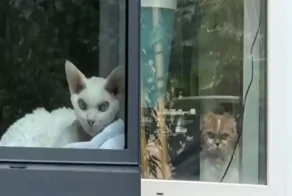 Коты устроили игру в гляделки