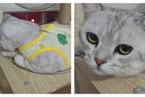 Кошки и прозрачная лежанка
