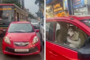 В мегаполисе произошла огромная пробка из-за одного авто: за рулём был хаски