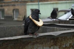 Голубей на Патриарших прудах угостили морскими ежами