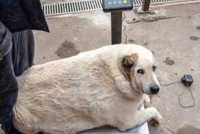 Скончался знаменитый толстый пёс Кругетс