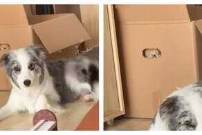 Кот задумал что-то плохое