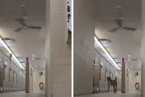 "Гудини на четырех лапах": пёс сумел обмануть охрану и сбежать из собачьего приюта