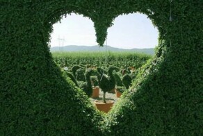 Намешалось