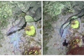 Осьминог перехитрил угря