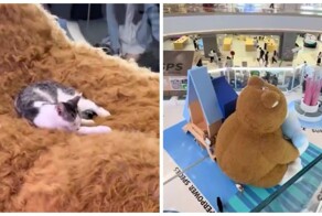Кошка нашла для себя идеальную лежанку