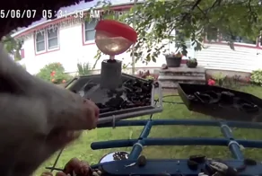 Камера, установленная в кормушке для птиц, сняла неожиданного гостя