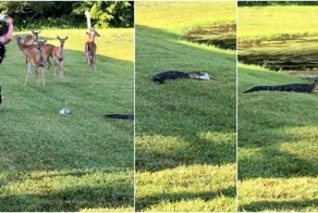 Аллигатор во Флориде украл туфлю у женщины