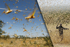 Этапы формирования роя смерти из саранчи: даже современная цивилизация бессильна против орды