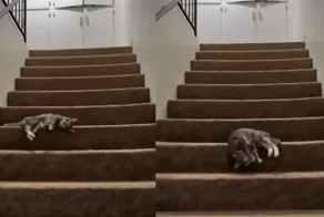 Ленивый кот выбрал забавный способ спуска по лестнице