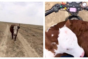 Корова пробежала 10 километров, чтобы вернуть телёнка