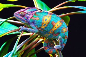 Хамелеон - гроза насекомых в доме