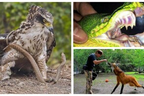 30 пугающих чудес из мира природы