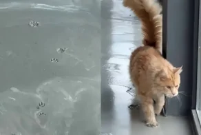 Кота поймали на месте преступления