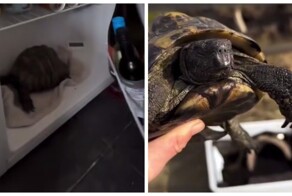 Пробуждение черепахи после спячки