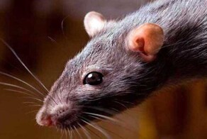 В Британии поймали самую большую за всю историю страны крысу