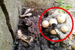 Климат изменился: какие ядовитые животные уже обосновались в Москве на ПМЖ?