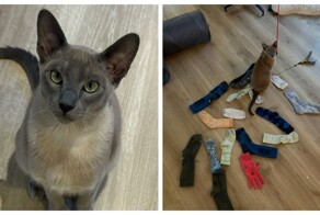 Кот стащил у соседей более 150 вещей, но они по-прежнему его любят