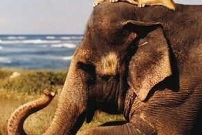 На общую тему 