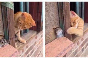 Кот пытается добраться до хомяка