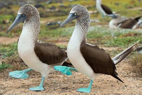 Пара голубоногих олуш хвастается своими новыми "сапожками"