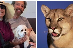 Маленький пёс погиб, защищая хозяев от пумы