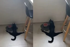 Кот сел на шпагат во время приёма пищи