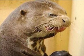 Скрины из соцсетей