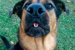 Не ищите здесь смысл. Здесь в основном маразм