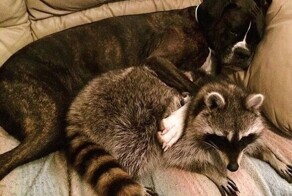 Обнимашковый релакс: 25 фото, герои которых переплюнули все подушки мира