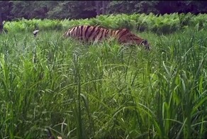 Тигренок из засады "напал" на своего соплеменника