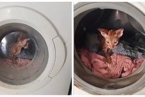 Турок постирал своих кошек в стиральной машине