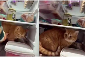 Кот не хочет покидать холодильник