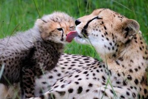 Намешалось