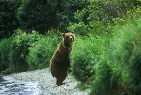 Медведь выучил правила дорожного движения