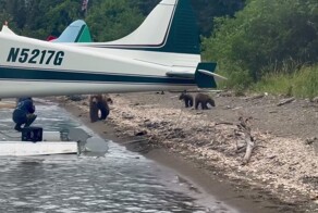 Бесстрашная женщина снимает семейство медведей