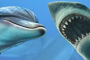 Почему акулы боятся дельфинов?