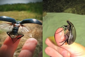 Большой водолюб: добрый брат злого жука-плавунца