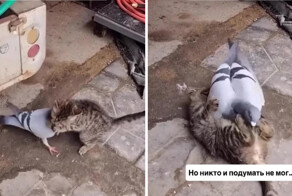Котёнок  играет с голубем, с которым они вместе выросли