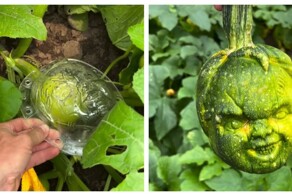 Огородный хоррор: кабачки с лицами людей и не только