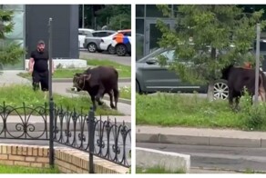 Бык навёл суету в Подмосковье
