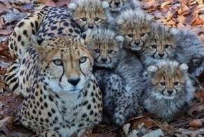 Намешалось