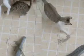 Коты мешают хозяйке подметать