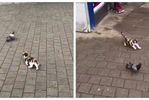 Котёнок вышел на охоту