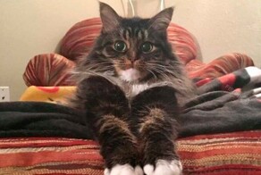 Не ищите здесь смысл. Здесь в основном маразм