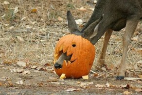 Всё вразнобой 