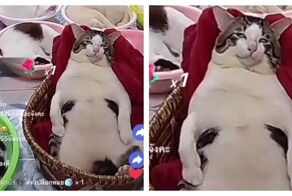 Коты  зарабатывают на стримах на нужды приюта
